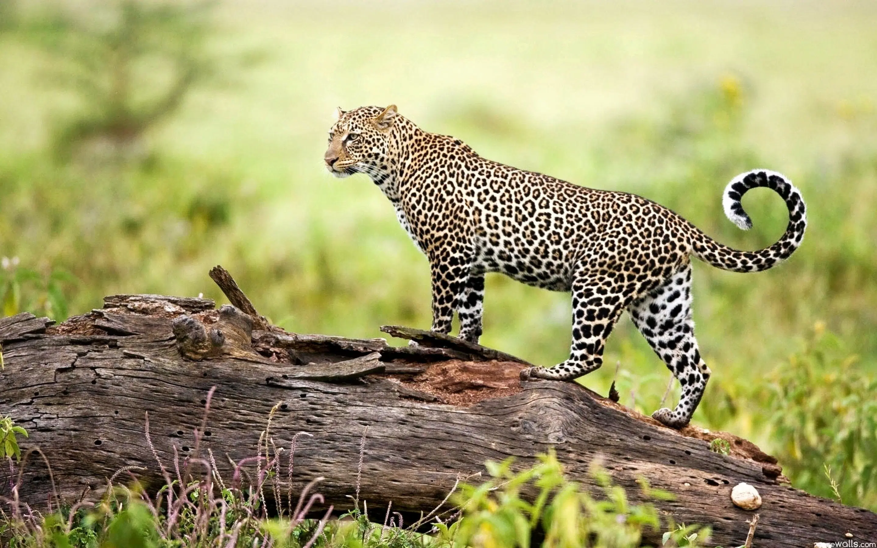 Mollem National park